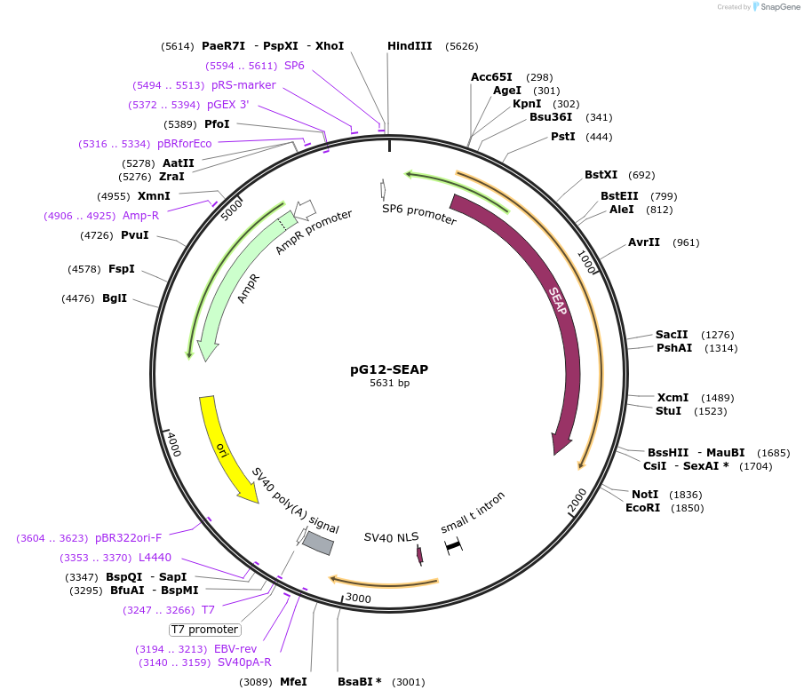 170271-plasmid-map-sequence-id-334947