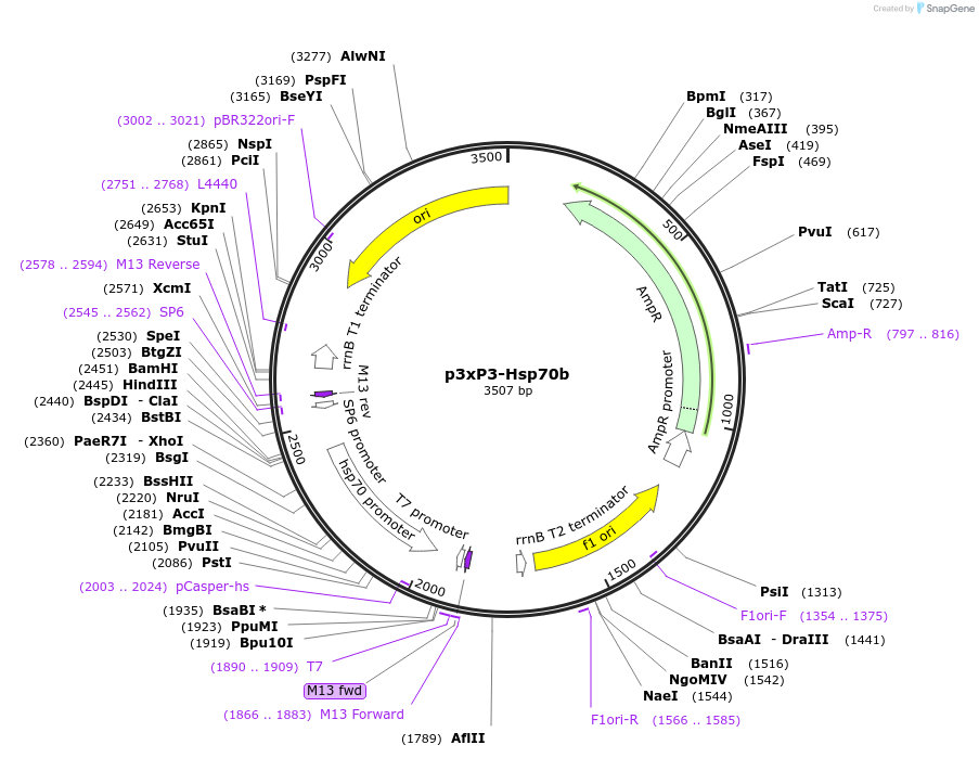 165773-plasmid-map-sequence-id-334949
