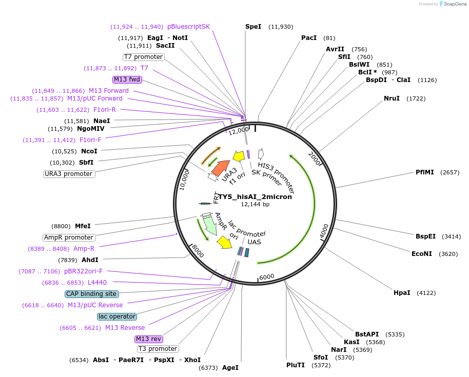 138622-plasmid-map-sequence-id-334952