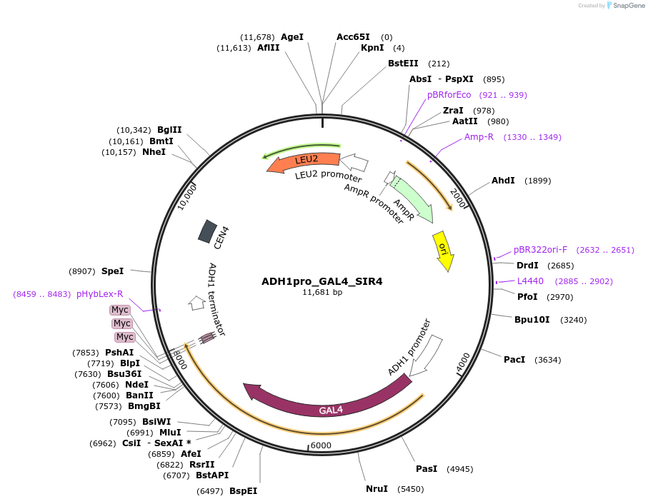 138621-plasmid-map-sequence-id-334953