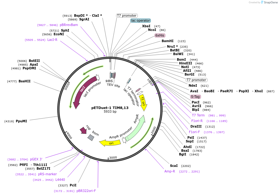 170282-plasmid-map-sequence-id-334956