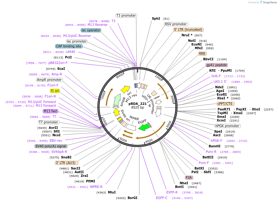169142-plasmid-map-sequence-id-334957