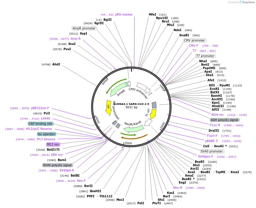 158080-plasmid-map-sequence-id-334960