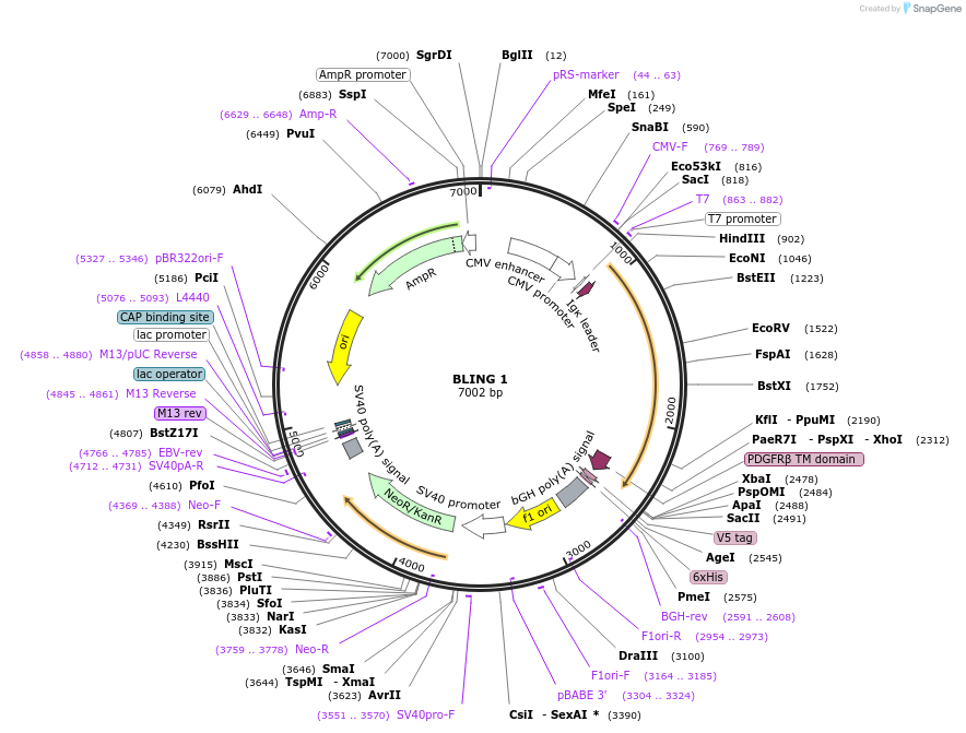171647-plasmid-map-sequence-id-334963