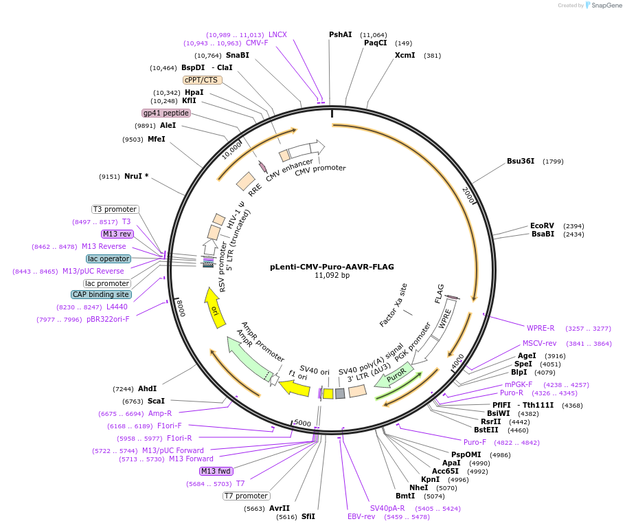 166716-plasmid-map-sequence-id-334986