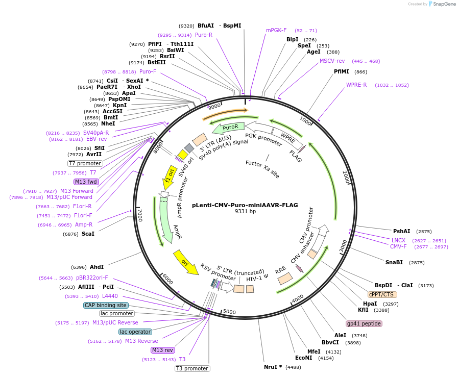 166717-plasmid-map-sequence-id-334987