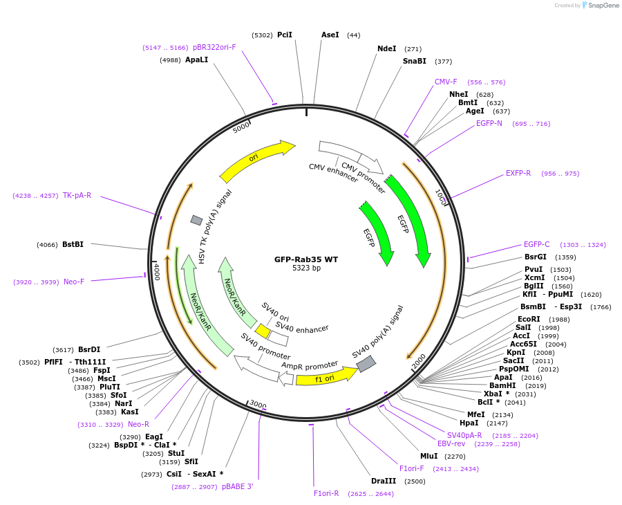 47424-plasmid-map-sequence-id-334997