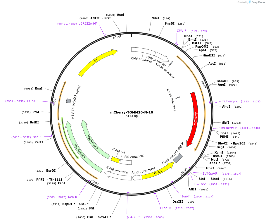 55146-plasmid-map-sequence-id-334999