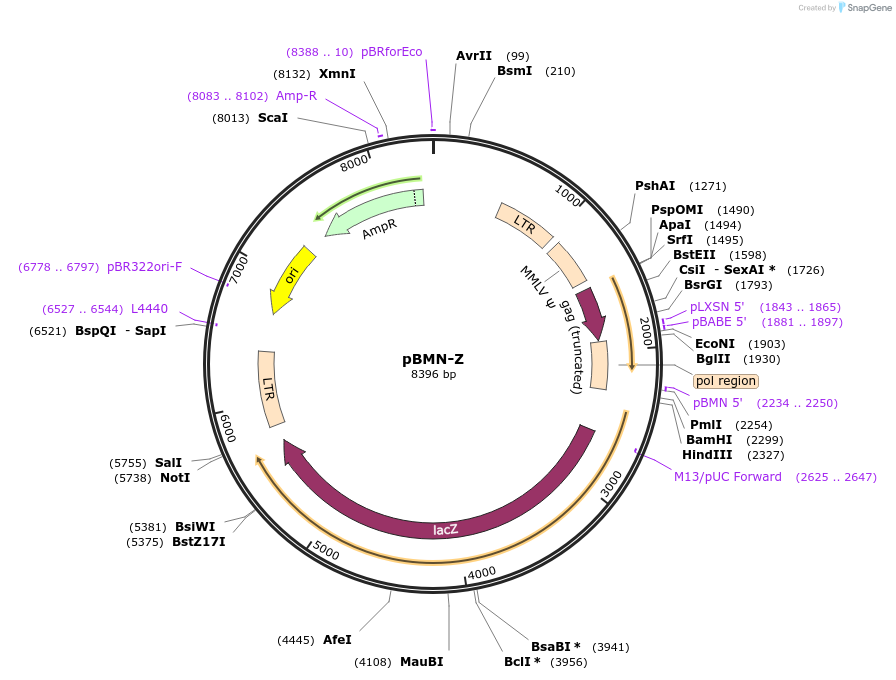1734-plasmid-map-sequence-id-335