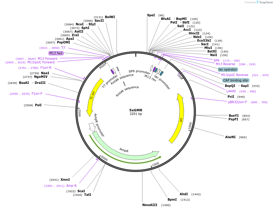165775-plasmid-map-sequence-id-335003
