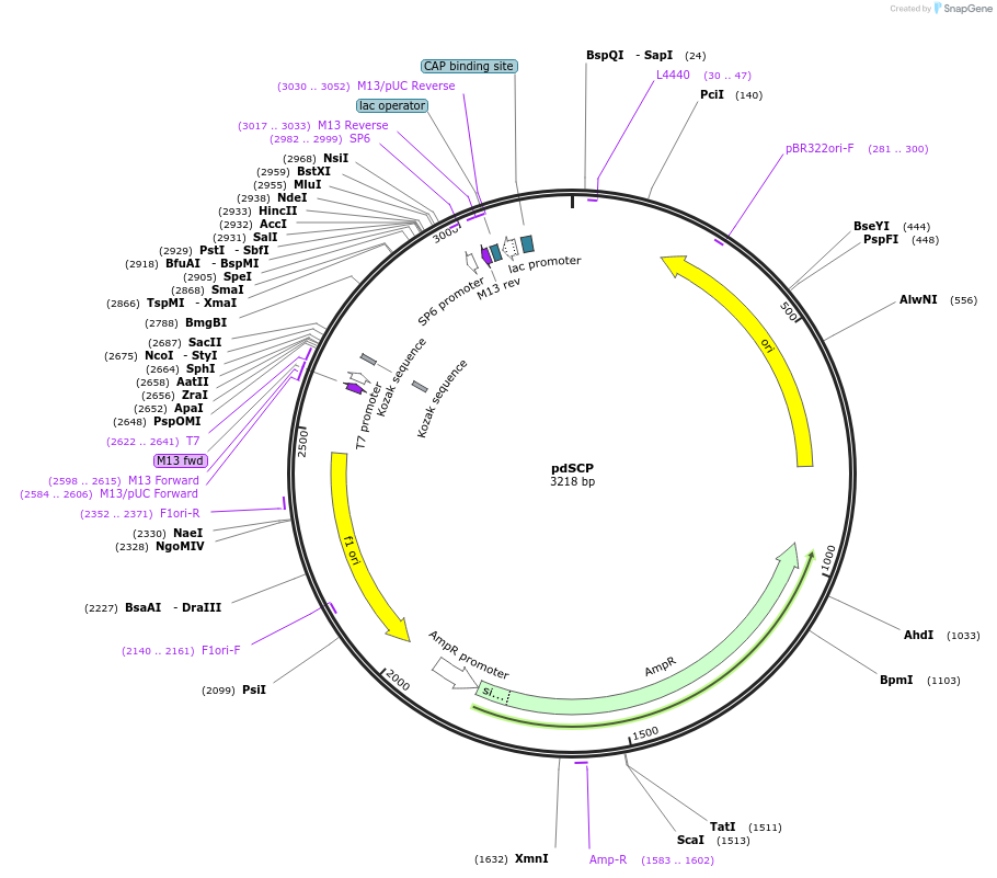 165776-plasmid-map-sequence-id-335007