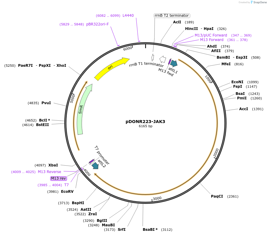 23944-plasmid-map-sequence-id-335008