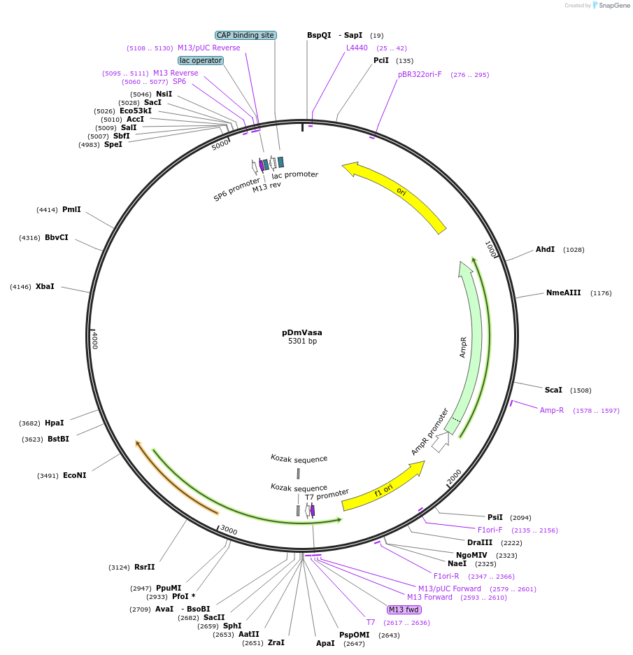 165783-plasmid-map-sequence-id-335026