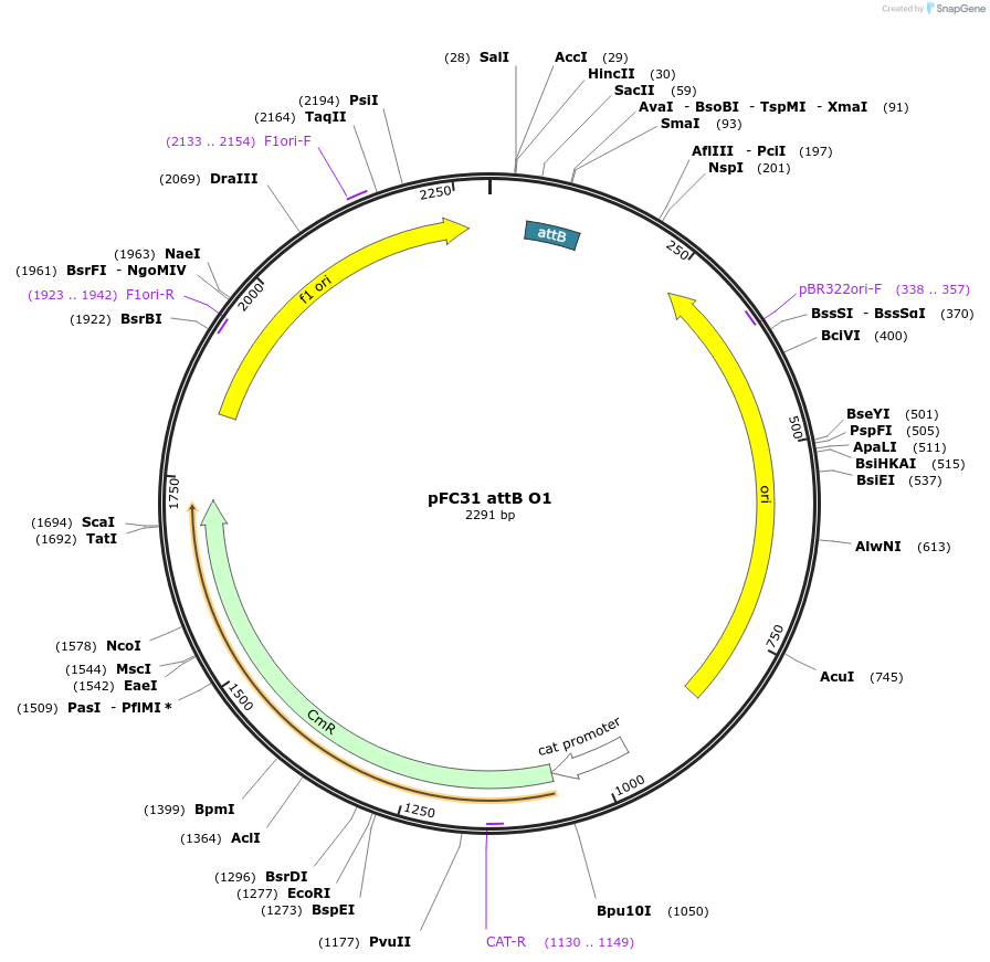 165843-plasmid-map-sequence-id-335028