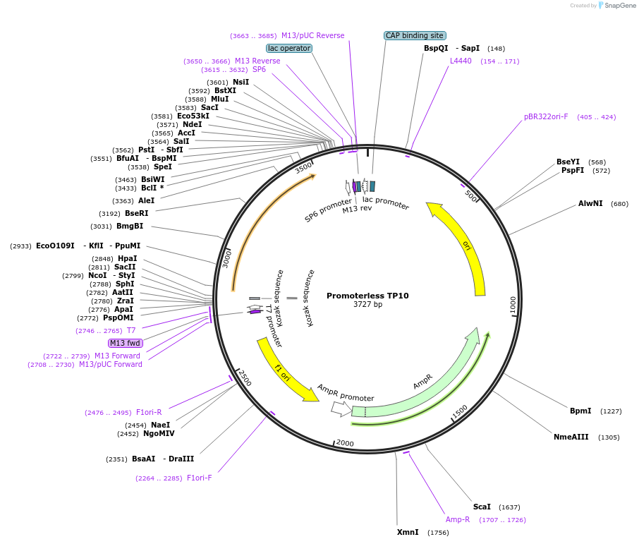 165787-plasmid-map-sequence-id-335034