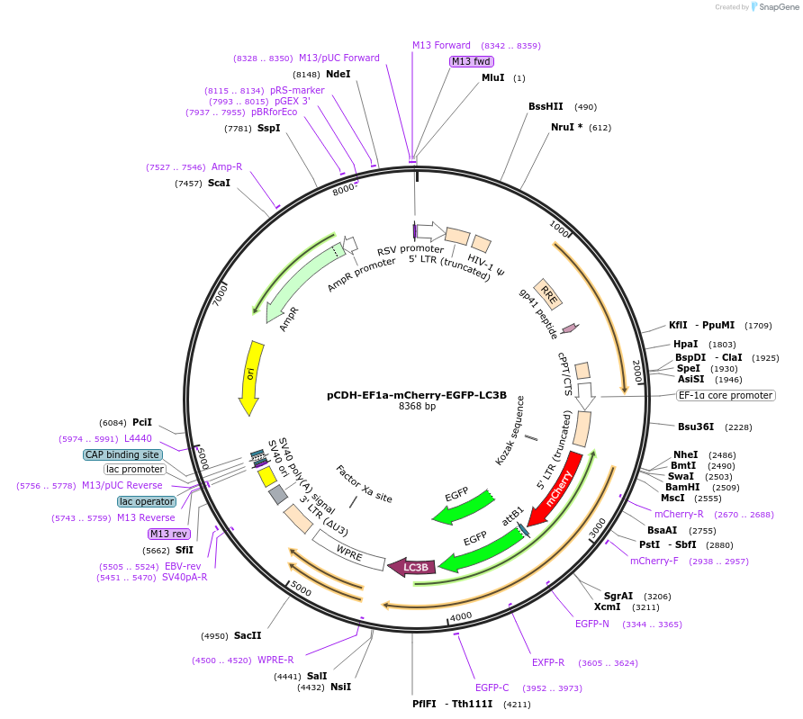 170446-plasmid-map-sequence-id-335036