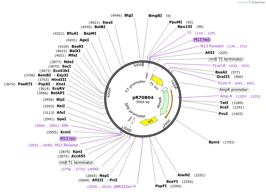 165792-plasmid-map-sequence-id-335040