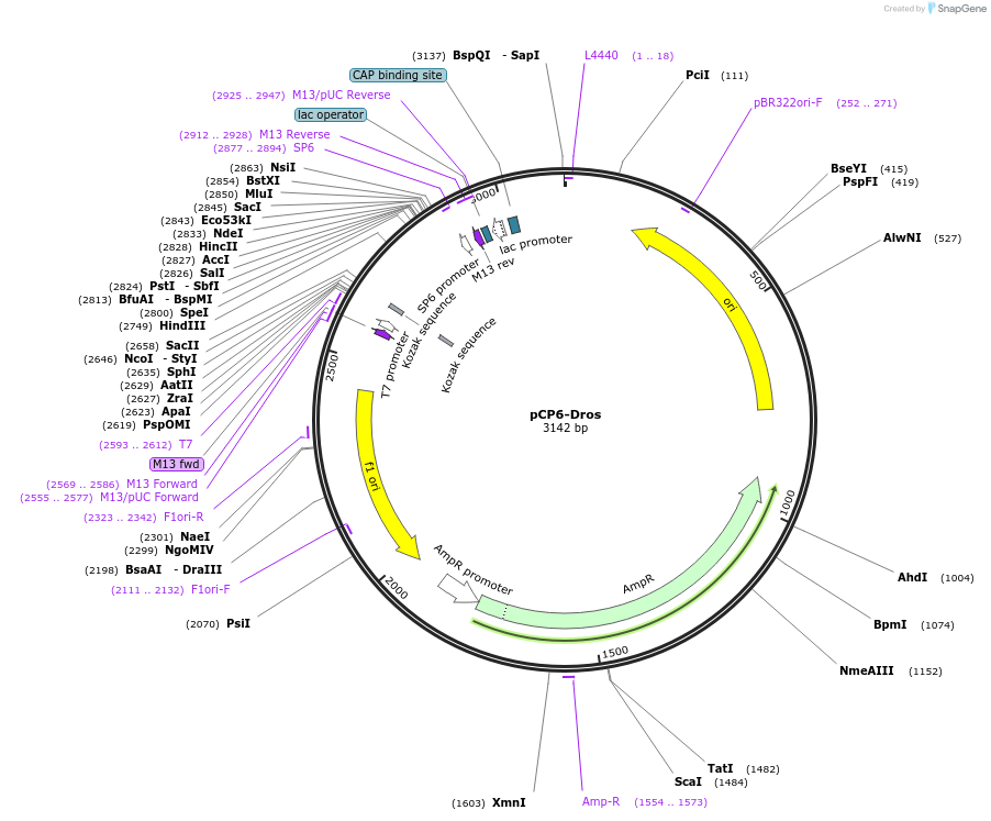 165794-plasmid-map-sequence-id-335041