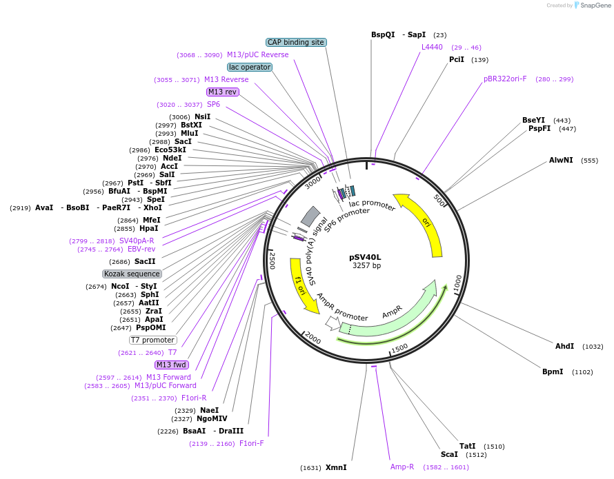 165798-plasmid-map-sequence-id-335043