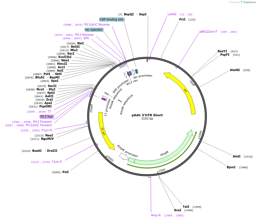 165800-plasmid-map-sequence-id-335046