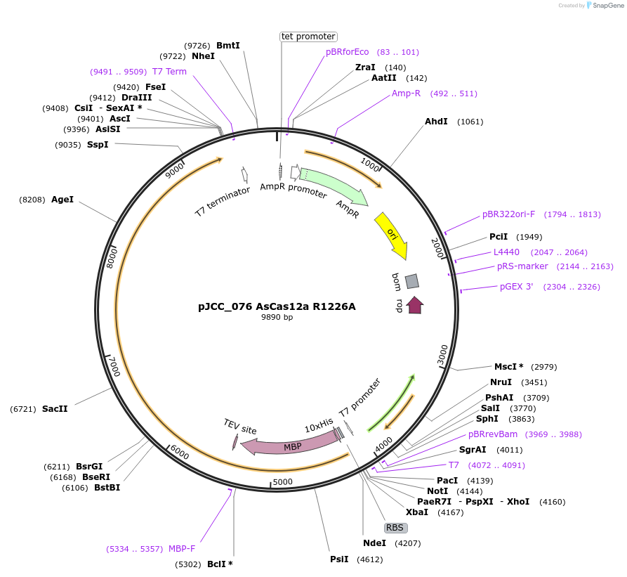 171669-plasmid-map-sequence-id-335047