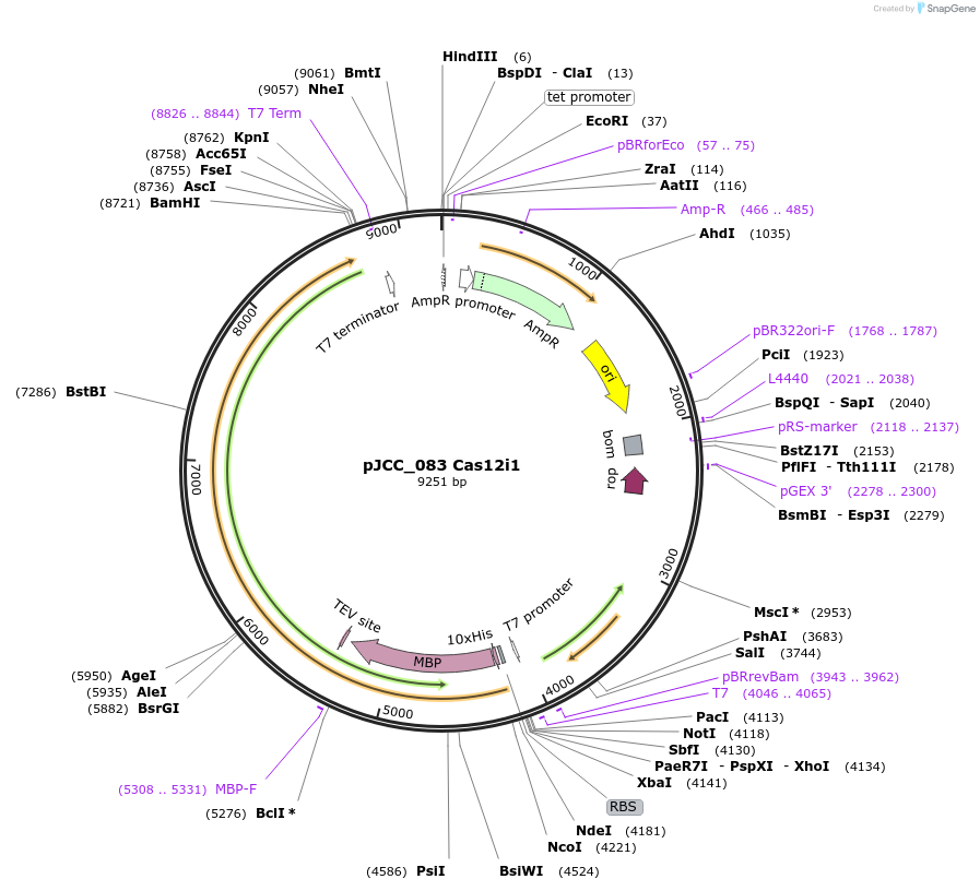 171670-plasmid-map-sequence-id-335049