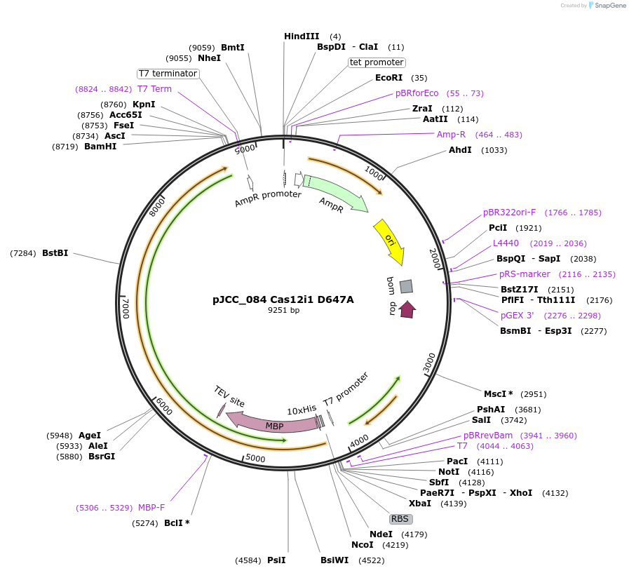 171671-plasmid-map-sequence-id-335050