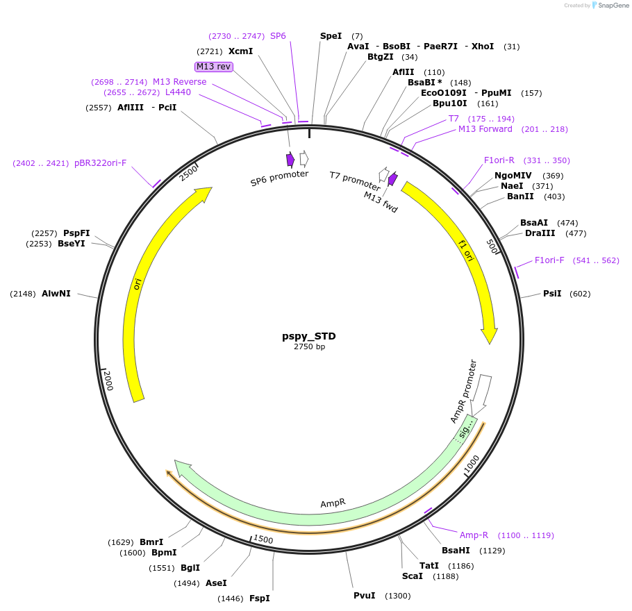 165806-plasmid-map-sequence-id-335052