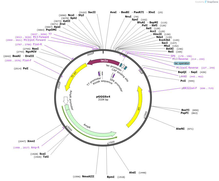 165807-plasmid-map-sequence-id-335055