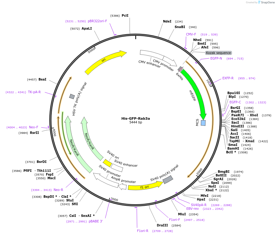 170863-plasmid-map-sequence-id-335059