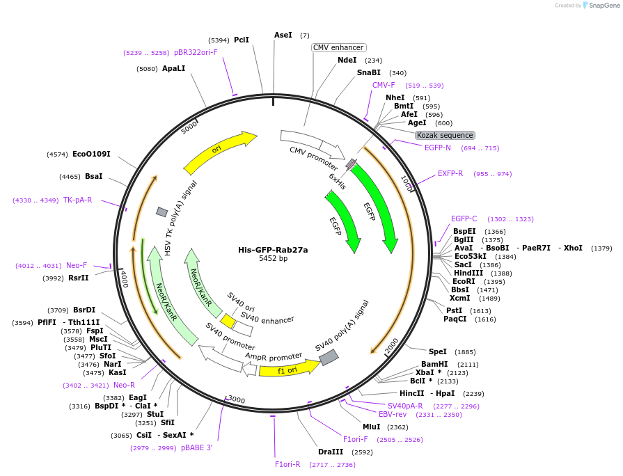 170861-plasmid-map-sequence-id-335062