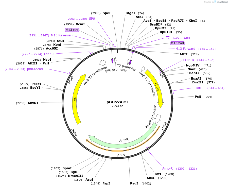 165811-plasmid-map-sequence-id-335063
