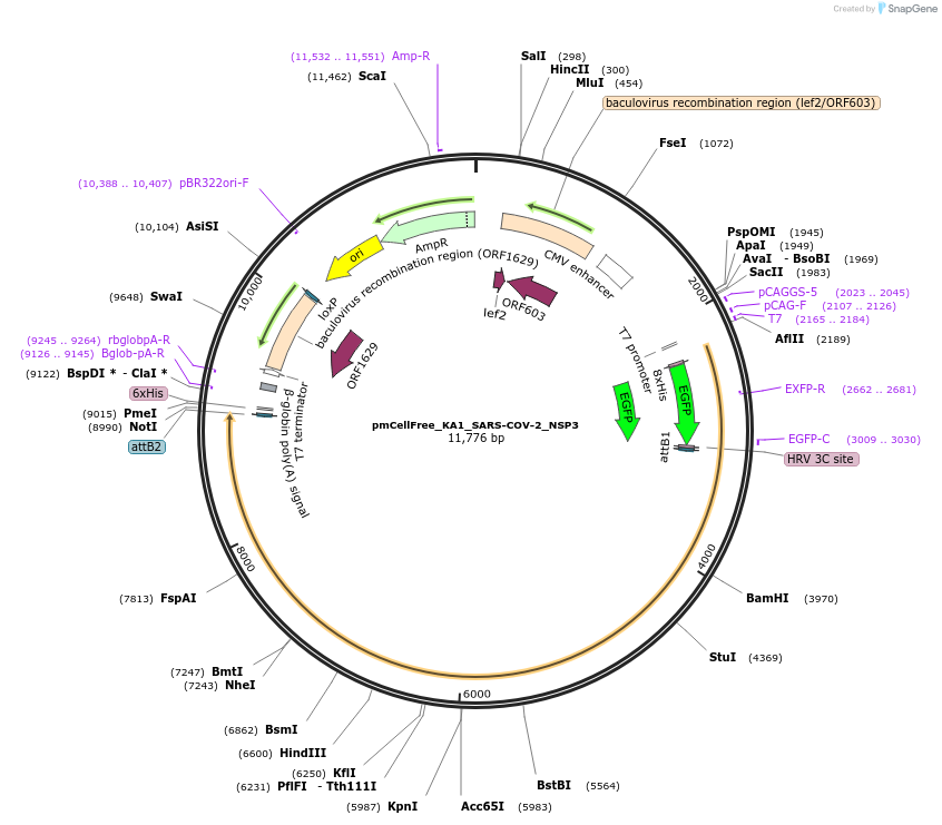 169378-plasmid-map-sequence-id-335064