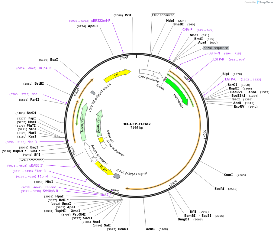 170870-plasmid-map-sequence-id-335066