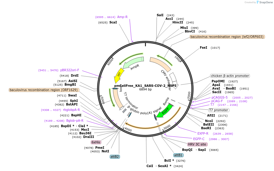 169380-plasmid-map-sequence-id-335068