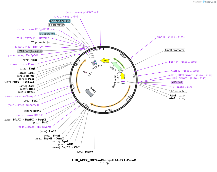 171594-plasmid-map-sequence-id-335073