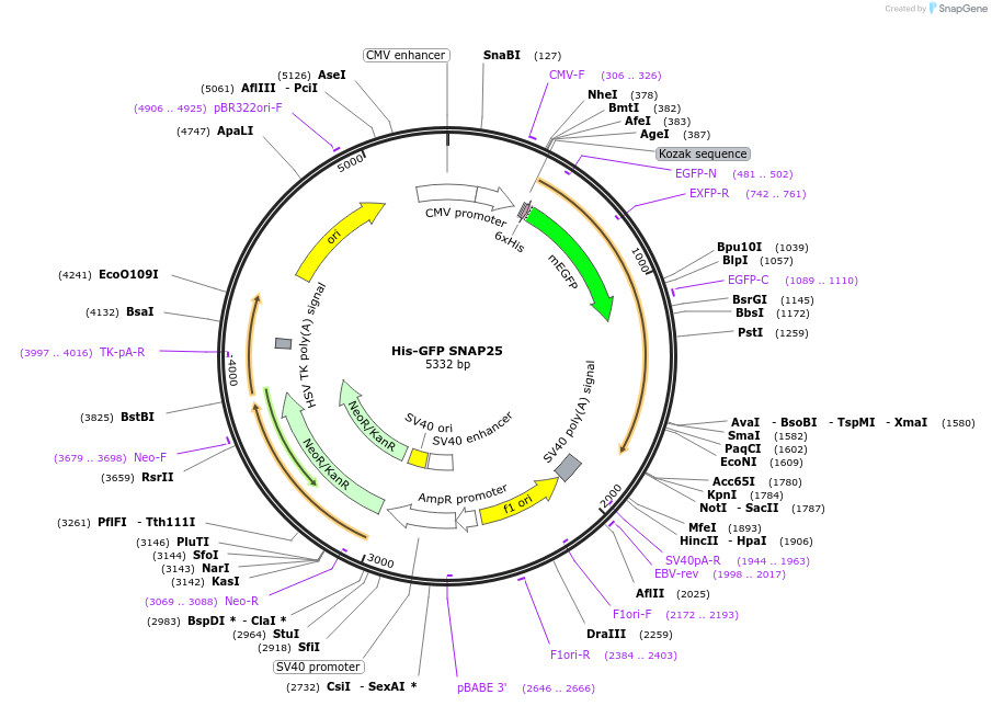 170872-plasmid-map-sequence-id-335076