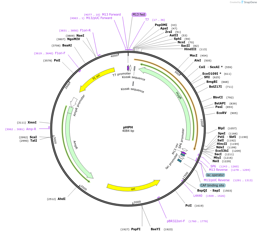 165839-plasmid-map-sequence-id-335080
