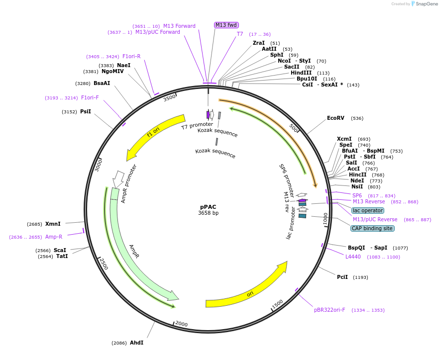 165837-plasmid-map-sequence-id-335081