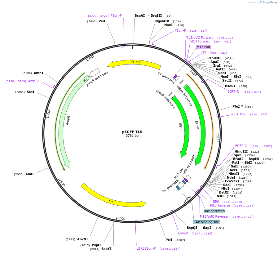 165835-plasmid-map-sequence-id-335082