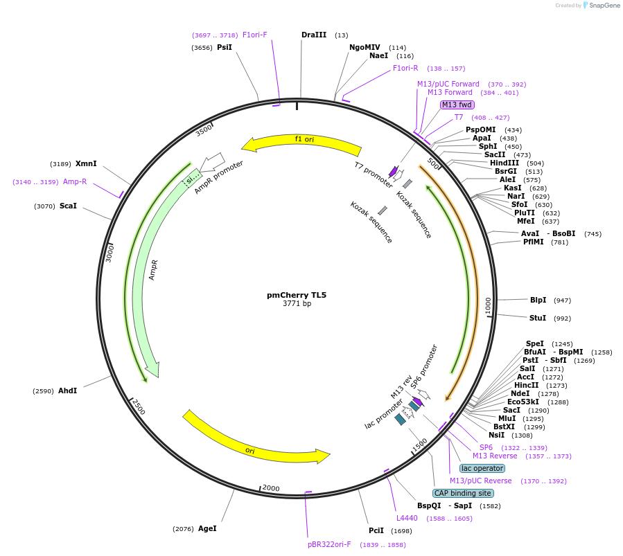 165833-plasmid-map-sequence-id-335084