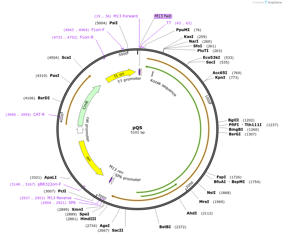 165826-plasmid-map-sequence-id-335087