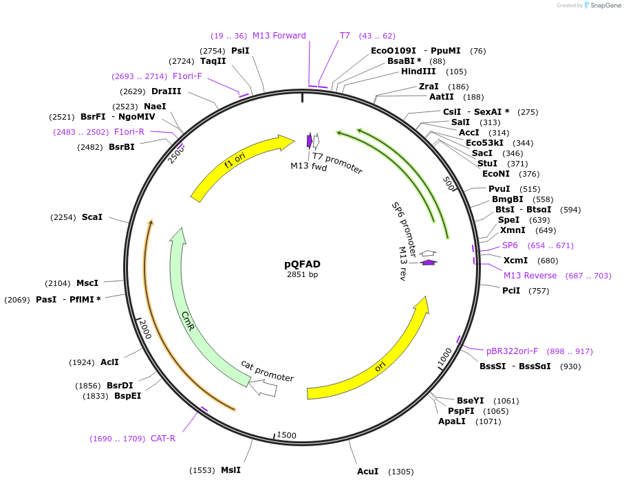 165824-plasmid-map-sequence-id-335090