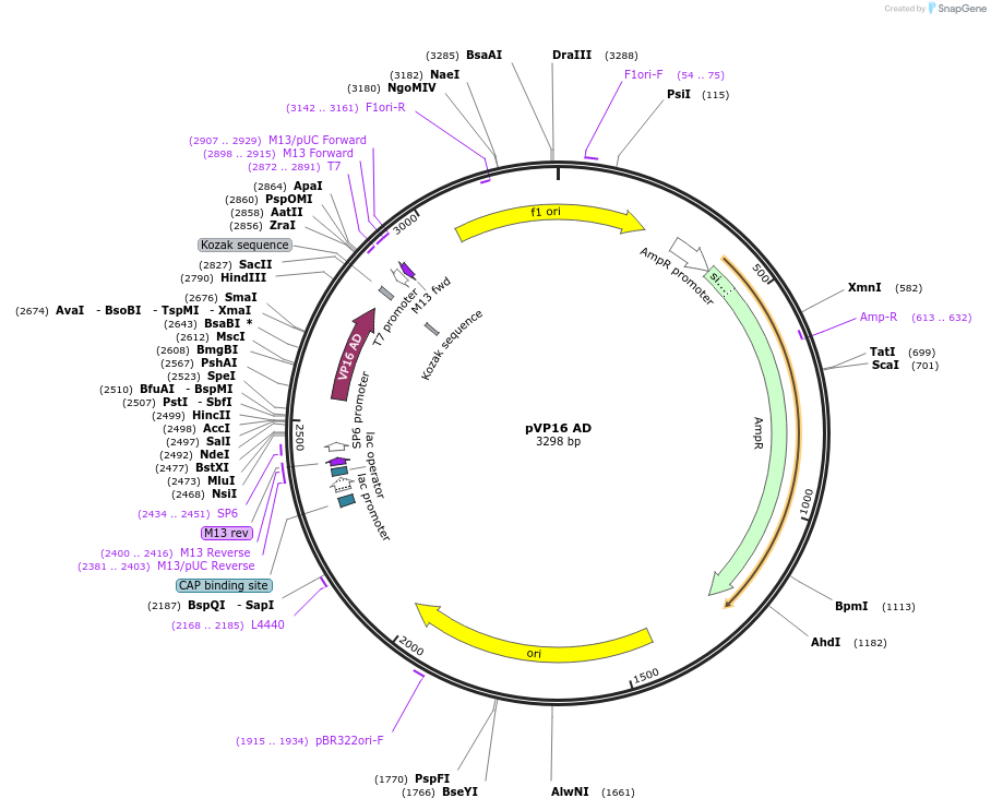165822-plasmid-map-sequence-id-335092