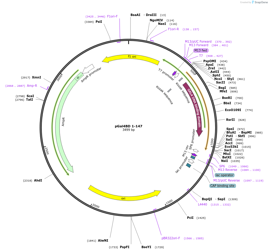 165819-plasmid-map-sequence-id-335094