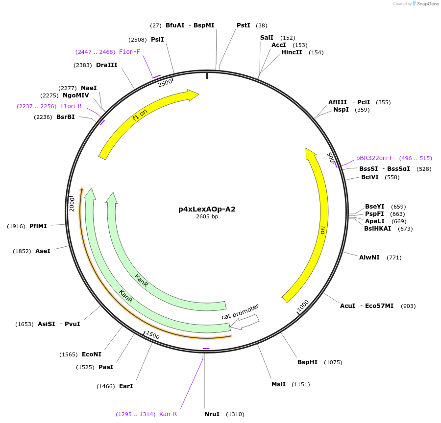 165815-plasmid-map-sequence-id-335096