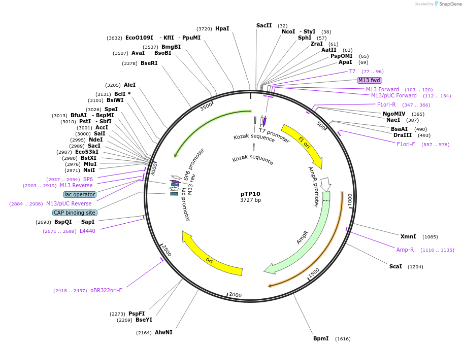 165797-plasmid-map-sequence-id-335098