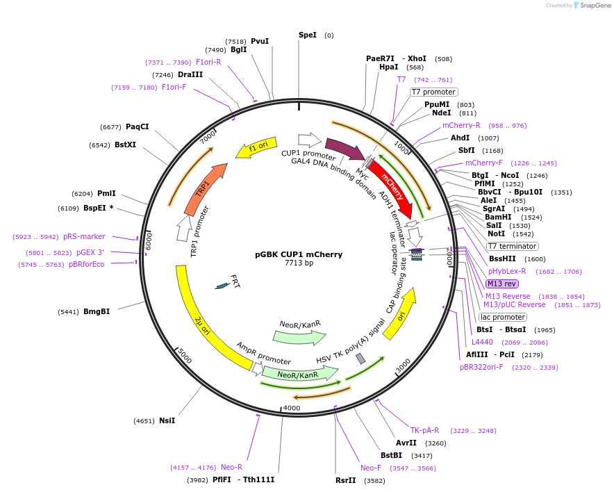 170264-plasmid-map-sequence-id-335100