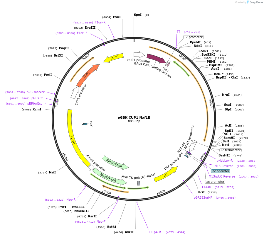 170266-plasmid-map-sequence-id-335102