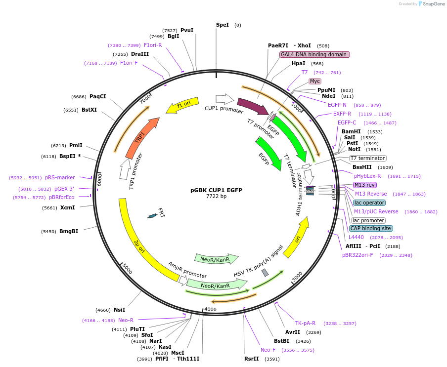 170210-plasmid-map-sequence-id-335104